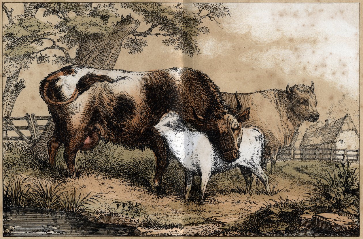 Descrição dos vários produtos e usos da vaca: vaca, bezerro em um pré. Placa "La coache et ses produits" em "les Recreations instructives" Pintura sinóptica de Jules DELBRUCK, gravada a partir de 1860. Coleção particular. de French School