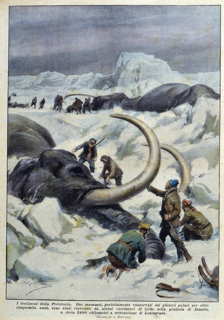 Descoberta de mamutes pré-históricos apanhados no gelo polar, Deb. Século XX de French School