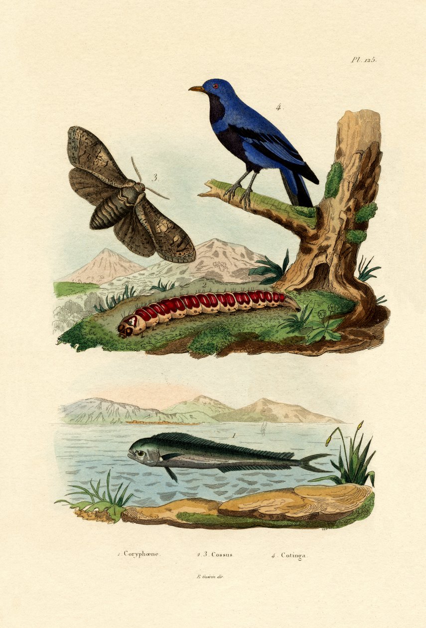 Golfinho, 1833-39 de French School
