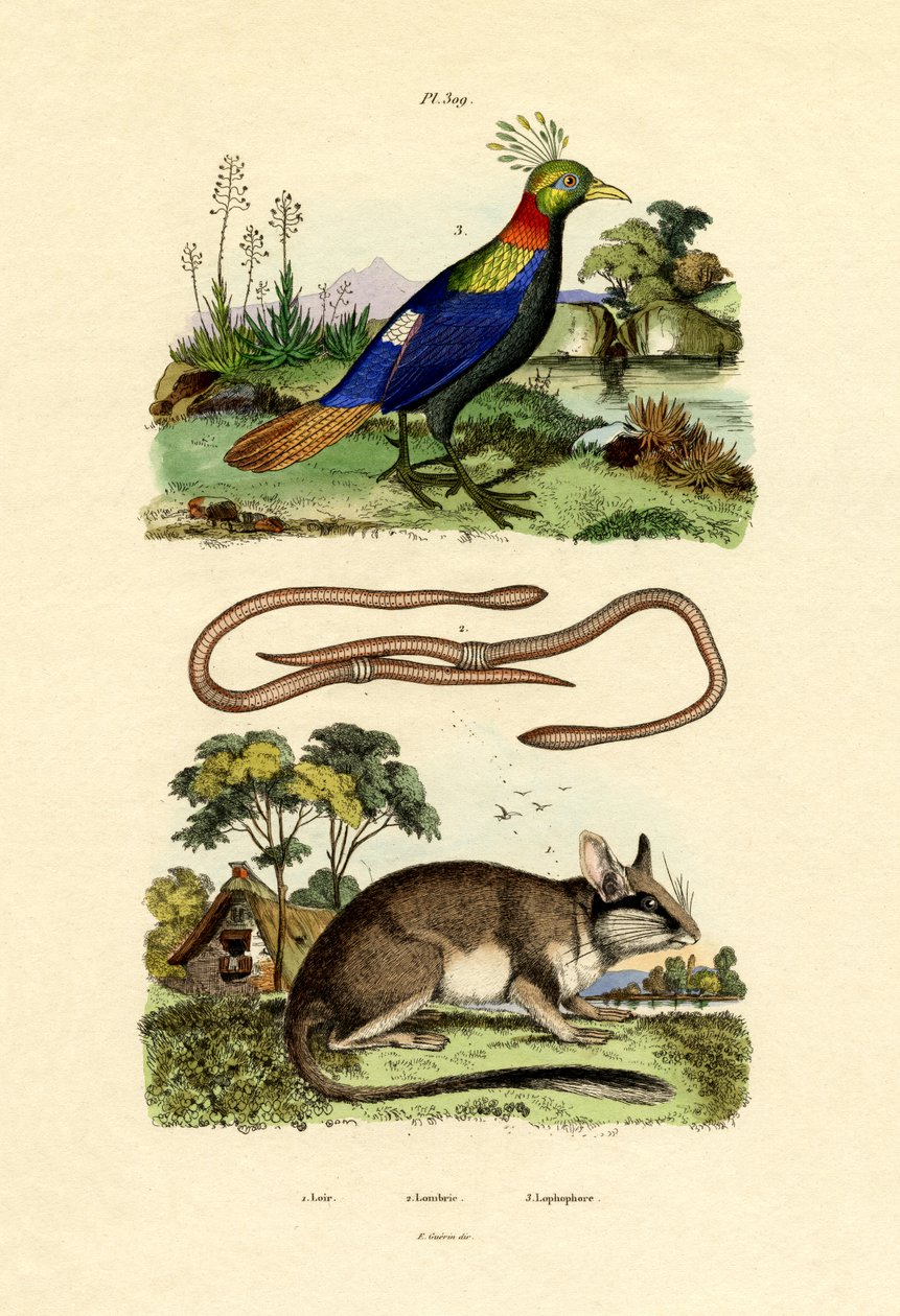 Dormouse, 1833-39 de French School
