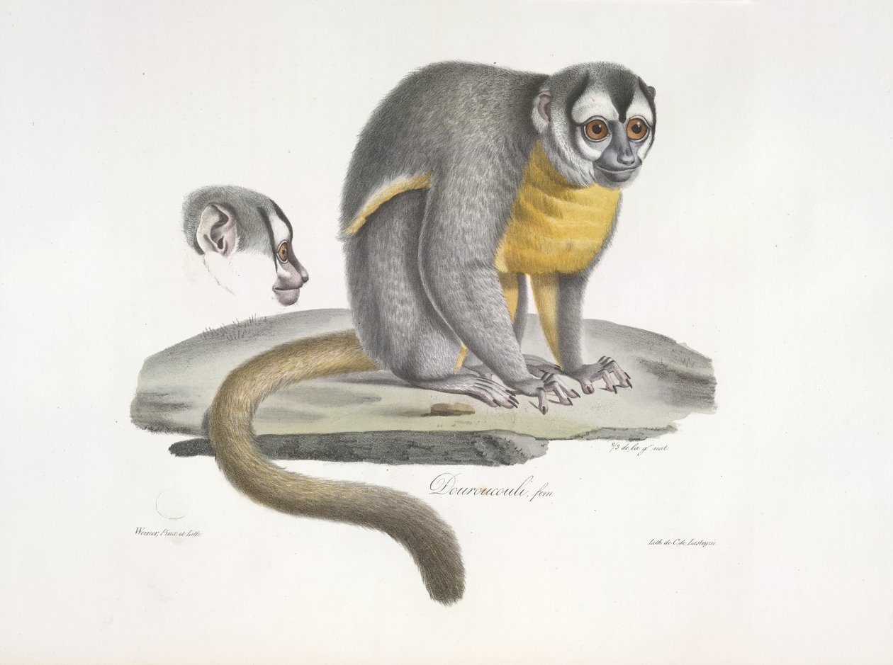 Douroucouli ou macaco noturno - Aotus trivirgatus, da História Natural dos Mamíferos (lito colorido) de French School