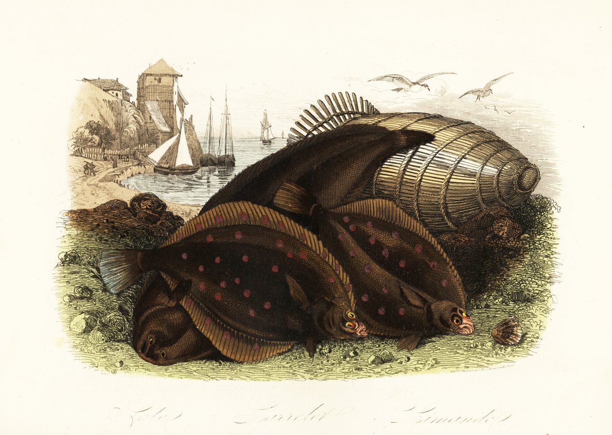 Linguado Dover, Solea solea, solha europeia, Pleuronectes platessa, e solha escura do mar do Norte, Limanda limanda, numa praia com uma armadilha para peixes, barcos de pesca ao fundo de French School