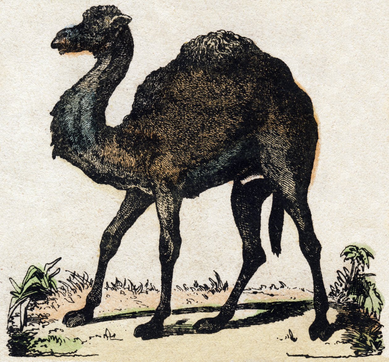 Dromedário. Gravura no "Alfabeto dos animaux sauvages". 9ª Série. Imagem de Epinal, Pellerin, impressora-editora, cerca de 1870. Gravura em madeira, stencilled. 16 páginas. Dimensões: 20 x 15 cm. Coleção Particular de French School