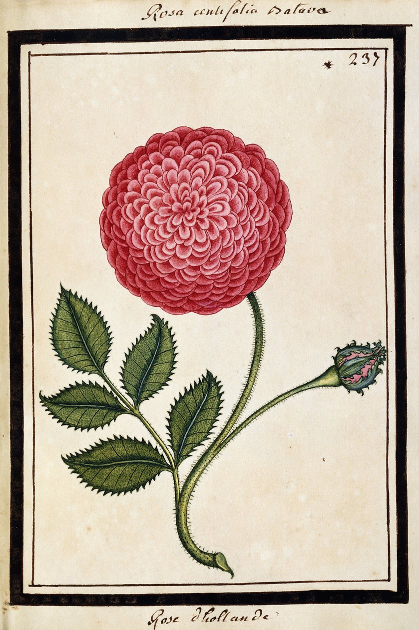 Dutch Rose, c.1700 (desenho em aquarela, emoldurado em preto) de French School