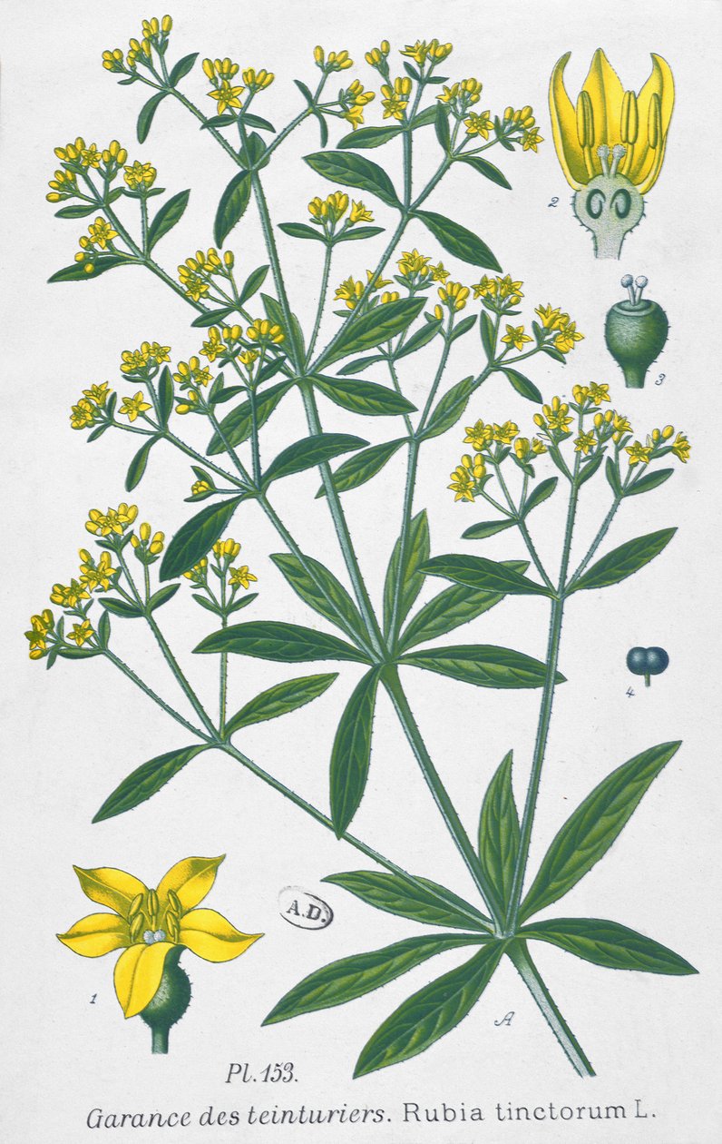 Dyers Madder (Rubia Tinctorum) de French School