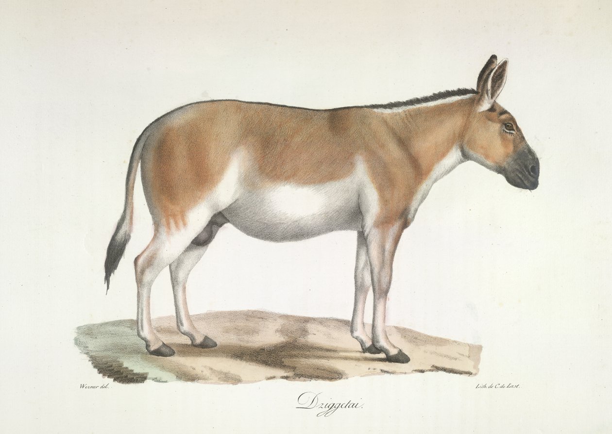 Dziggetai, de Natural History of Mammals (cor litho) de French School