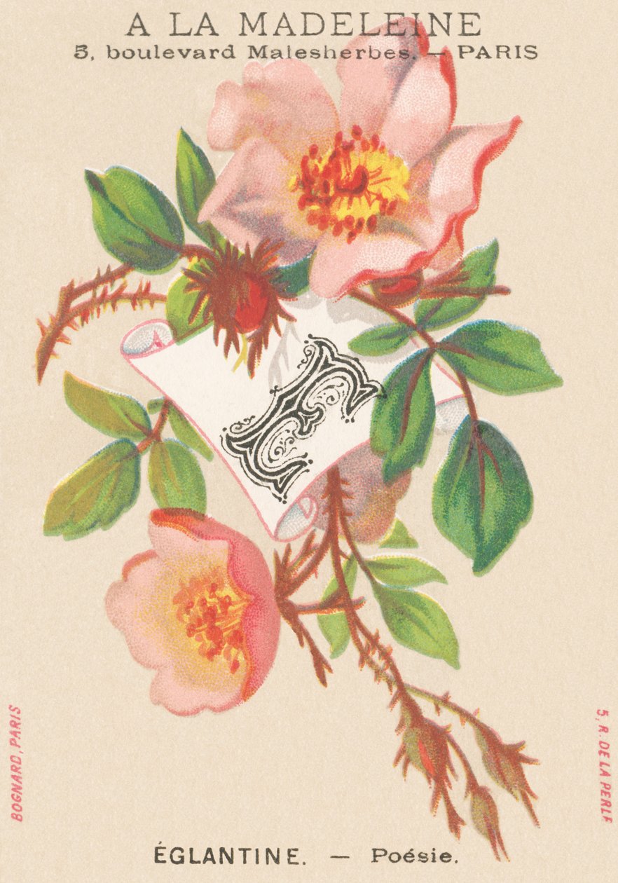 E: Eglantine - Poesia de French School