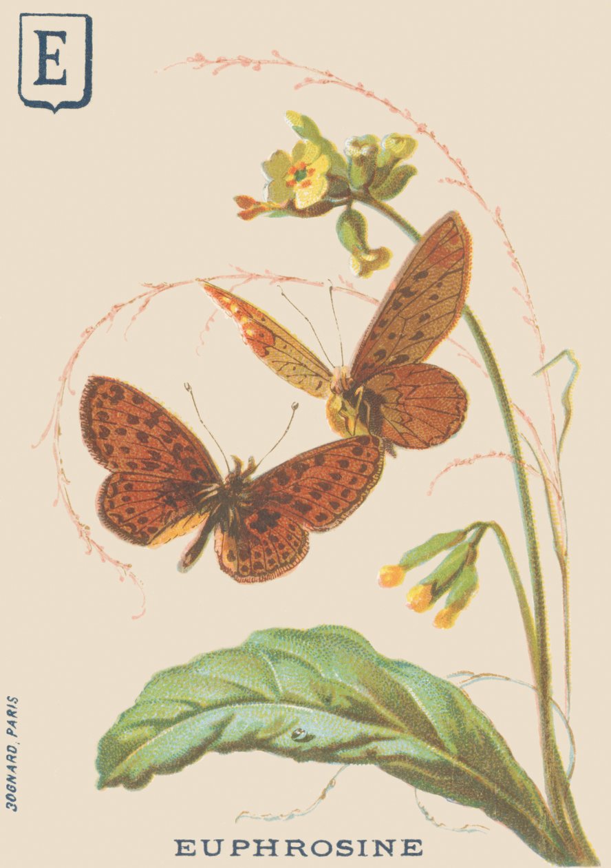 E: Eufrosina (eufrosina Clossiana ou colar de prata grande) de French School