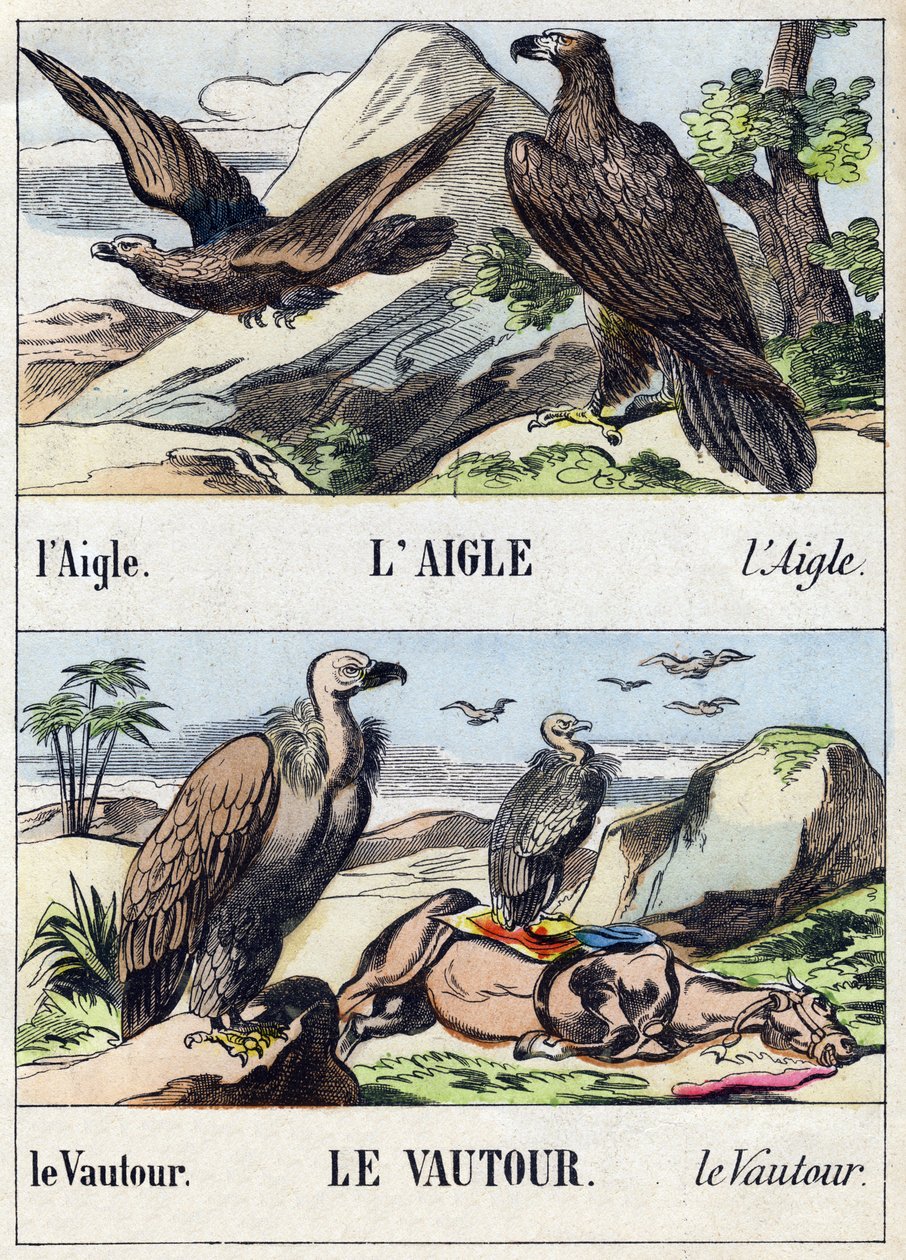 Águia e abutre. Gravura em "Buffon Alphabet des Oiseaux n 1". 3ª Série N 1. Imaging of Epinal, Epinal, final do século XIX. 16 páginas. Dim: 28x21cm de French School