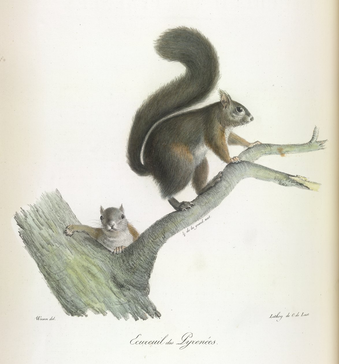 Esquilo dos Pirenéus, da Histoire Naturelle des Mammifères (cor litho) de French School