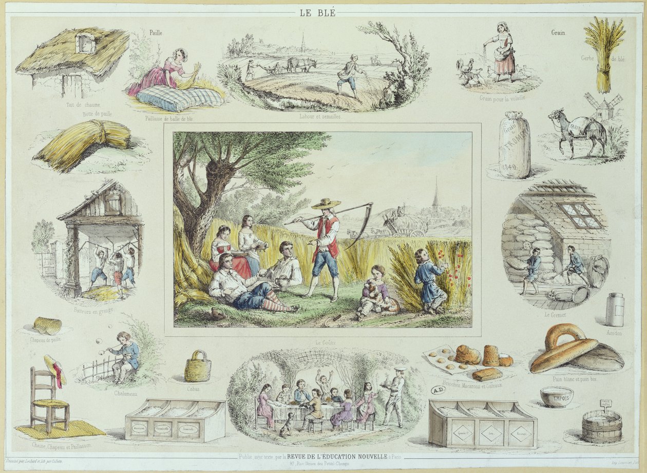 Ilustração educacional de milho, c.1860-70 (gravura de cor) de French School