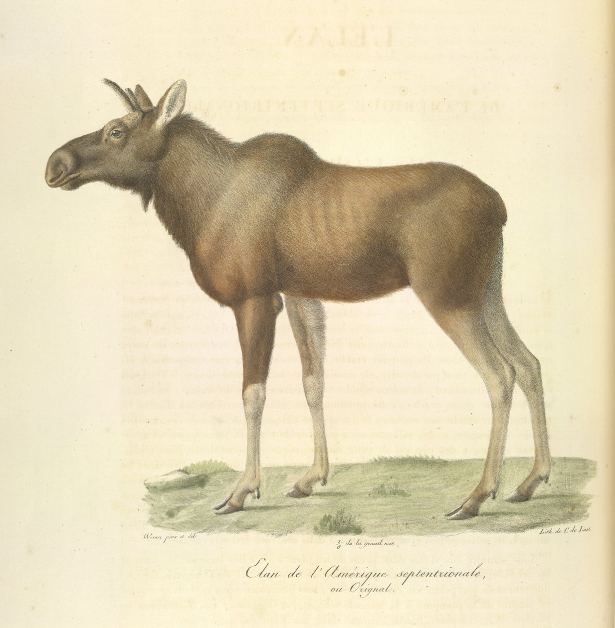 Alce da América do Norte, da História Natural dos Mamíferos (lito colorido) de French School