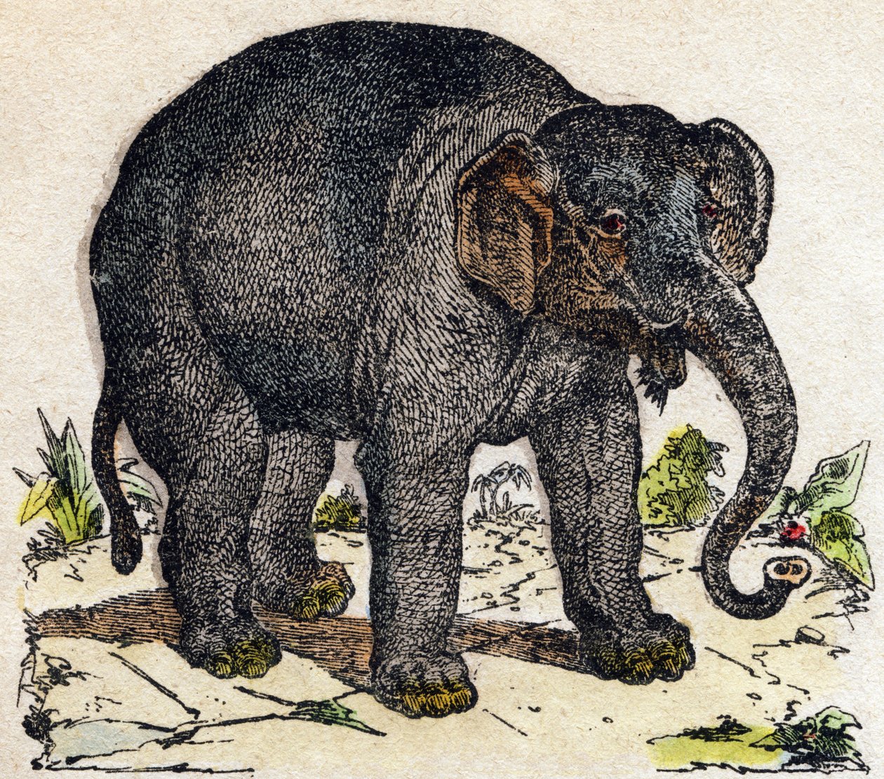 Elefante. Gravura no "Alfabeto dos animais sauvages". 9ª Série. Imagem de Epinal, Pellerin, impressora-editora, cerca de 1870. Gravura em madeira, stencilled. 16 páginas. Dimensões: 20 x 15 cm. Coleção Particular de French School