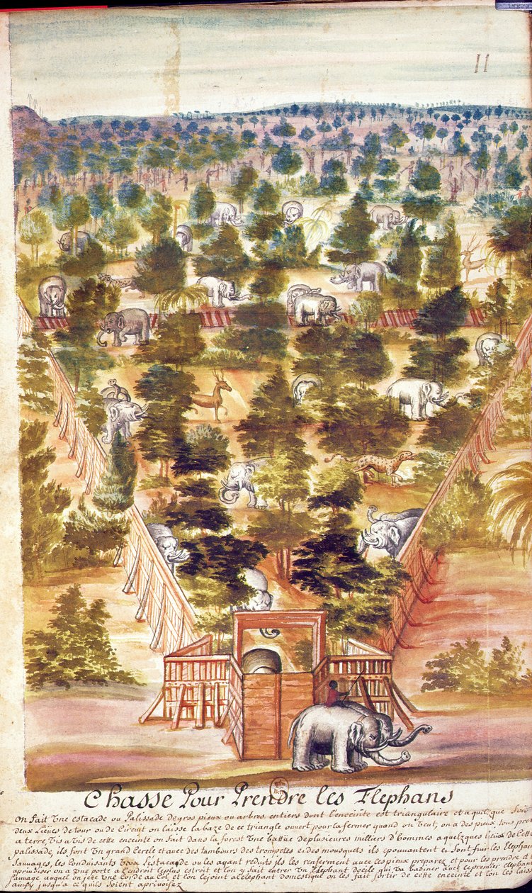 Elephant Hunt in Siam, de um relato dos jesuítas no Sião, 1688 (wc no papel) de French School