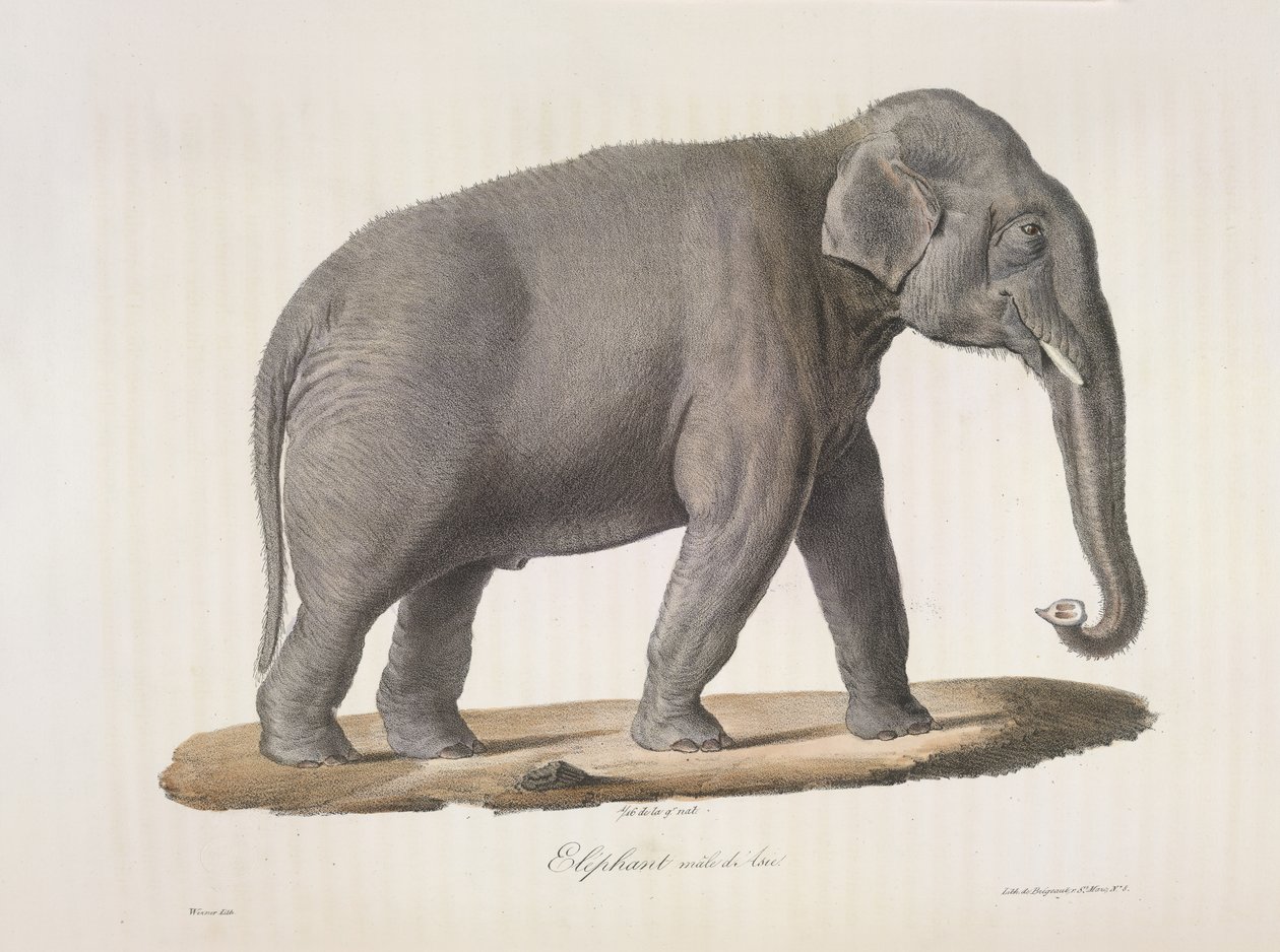 Elefante macho asiático, da Histoire Naturelle des Mammifères (cor litho) de French School
