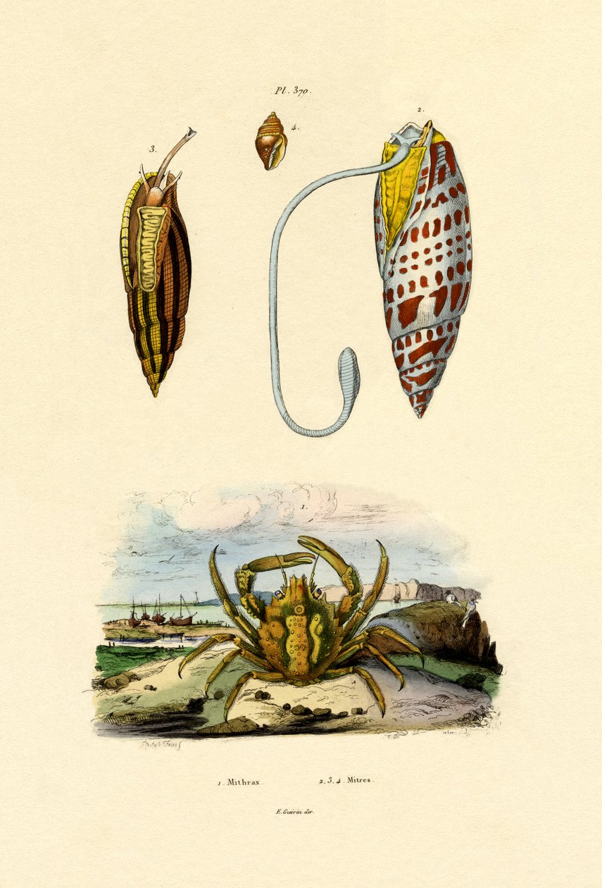 Caranguejo Esmeralda, 1833-39 de French School