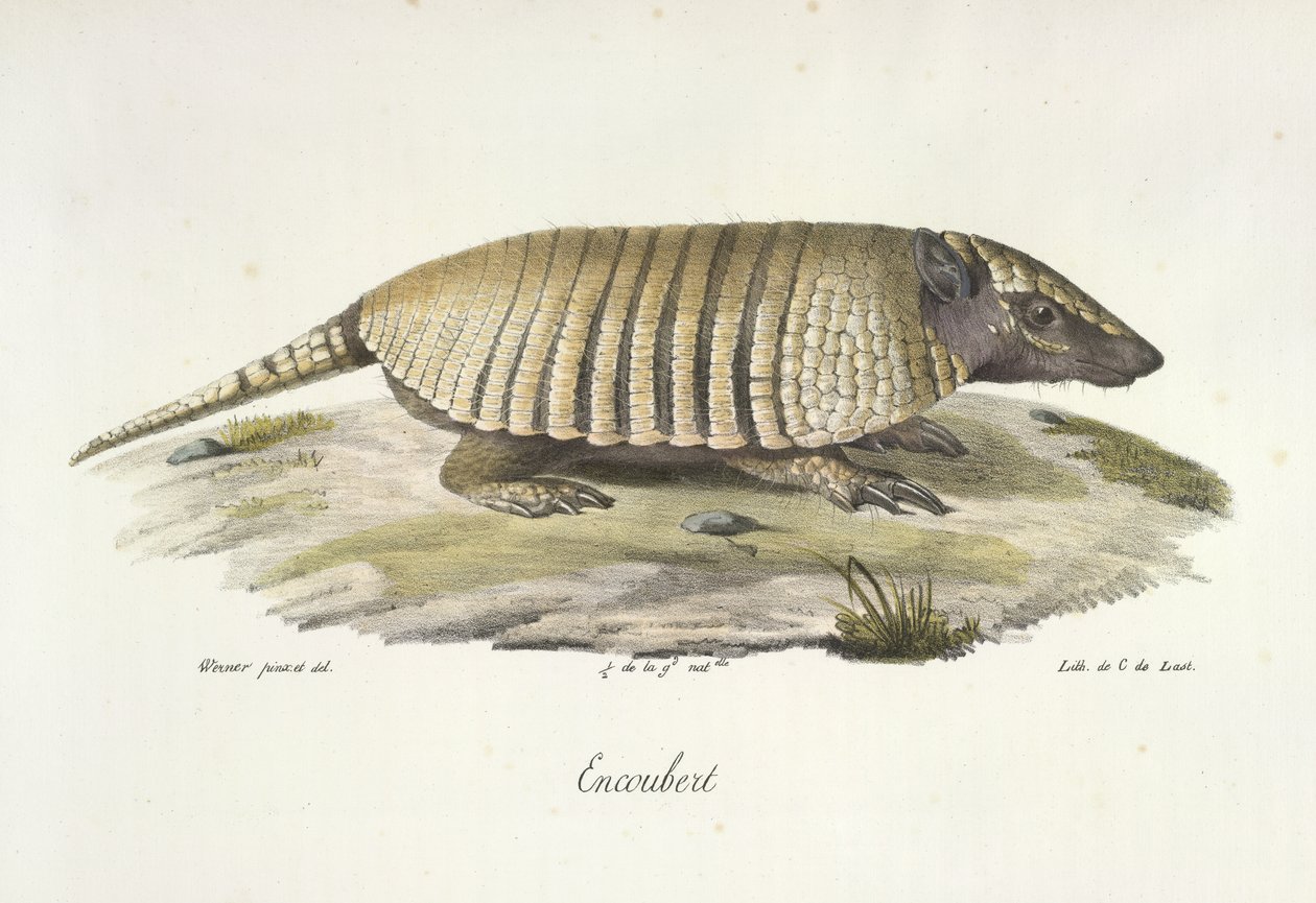 Encoubert, Tatu, da História Natural dos Mamíferos (lito colorido) de French School