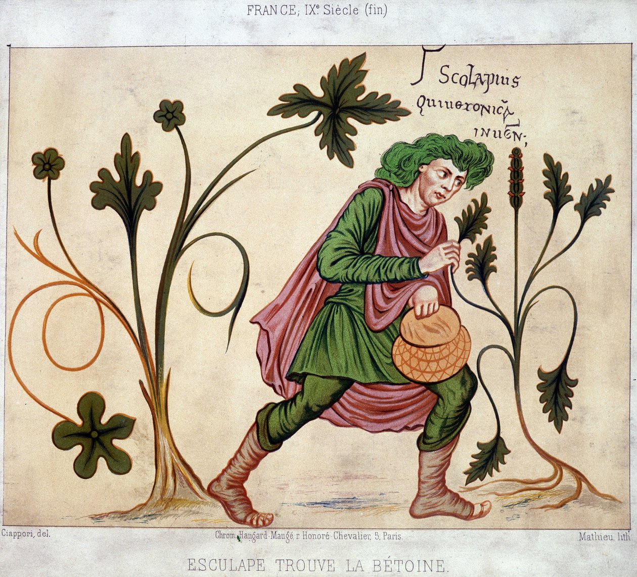 Esculapus encontra o betoneum (planta medicinal) de French School