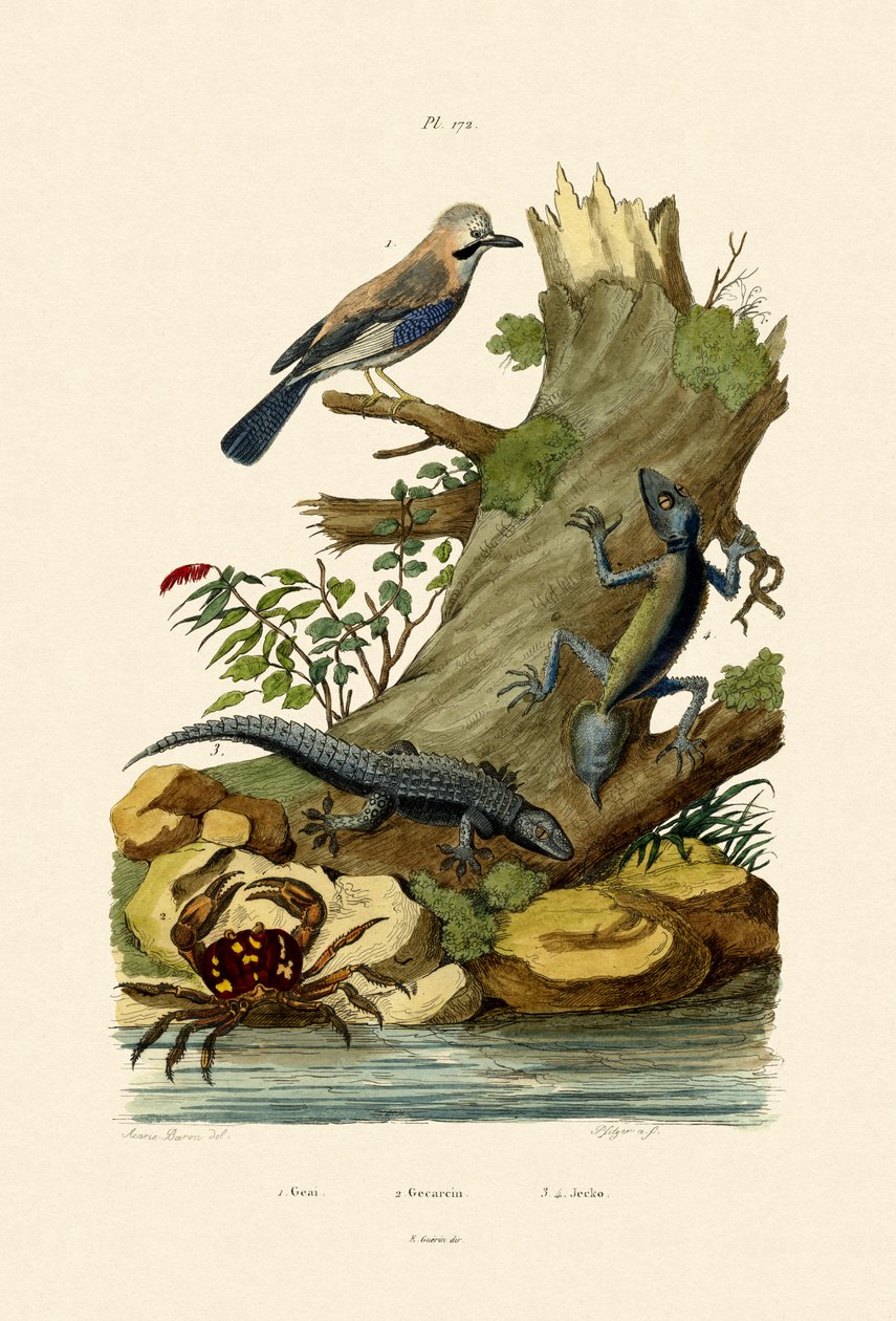 Jay Eurasiático, 1833-39 de French School