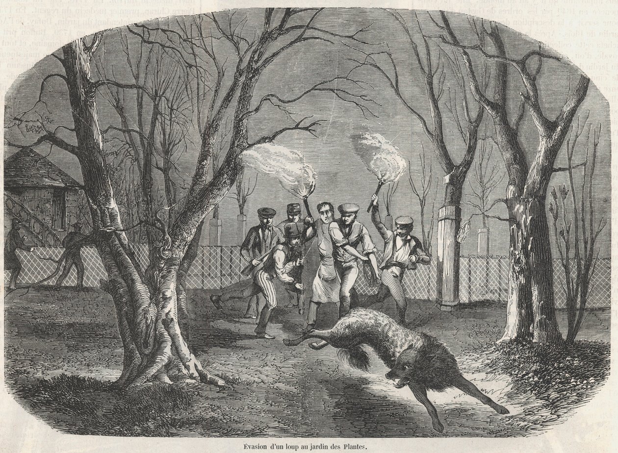 Evasão de um lobo no Jardin des Plantes em Paris - Gravação em "Tableau-de-Paris" de Edmond Texier 1852 de French School