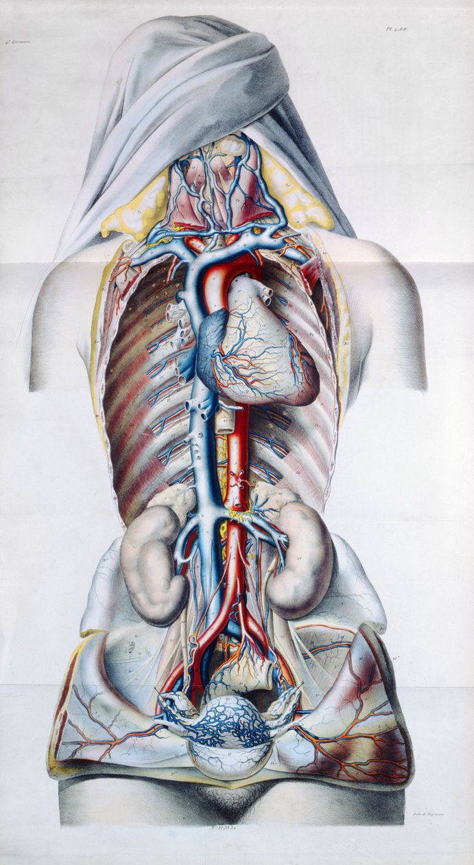 Exanthemata, de tratamento teórico e prática de doenças de pele por Pierre Francois Olive Rayer (1793-1867) 1835 de French School