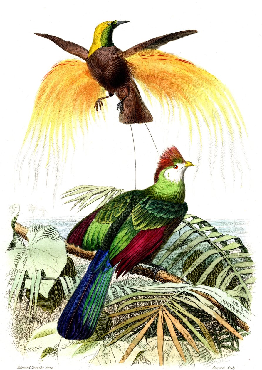Aves exóticas: o pequeno paraíso esmeralda e o Touraco Pauline de French School