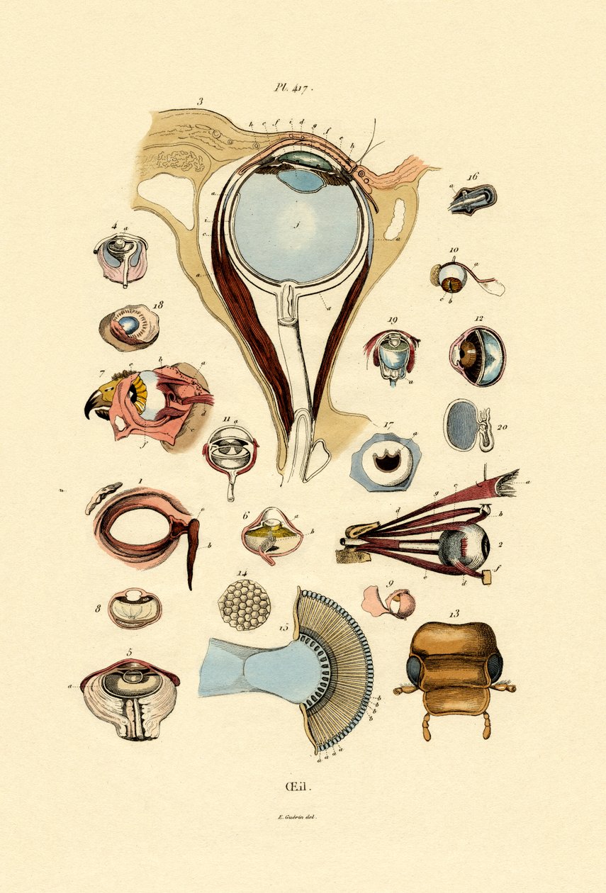 Olhos, 1833-39 de French School