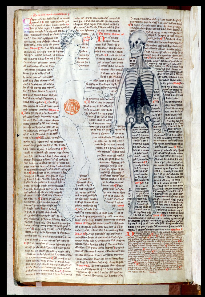 F.116v Um homem e um esqueleto, de um tratado médico de Abul Qasim Khalaf ibn al-Abbas al-Zahrawi (Abulcasis) (936-1013) traduzido por Gerard de Cremone (1114-87) de French School