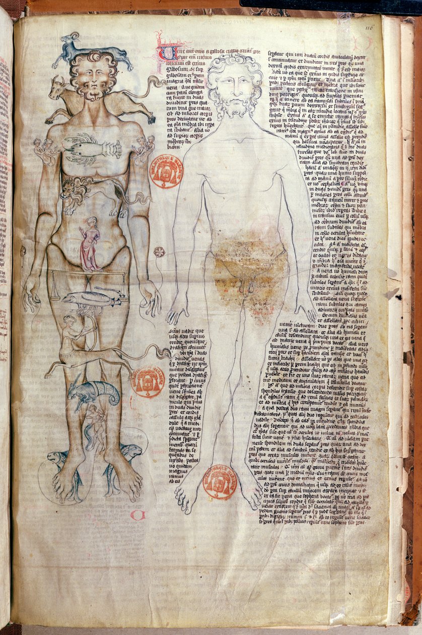 F.116v A Relação entre o Corpo Humano e os Signos do Zodíaco, de um tratado médico de Abul Qasim Khalaf ibn al Abbas al-Zahrawi (Abulcasis) (936-1013) traduzido por Gerard de Cremone de French School