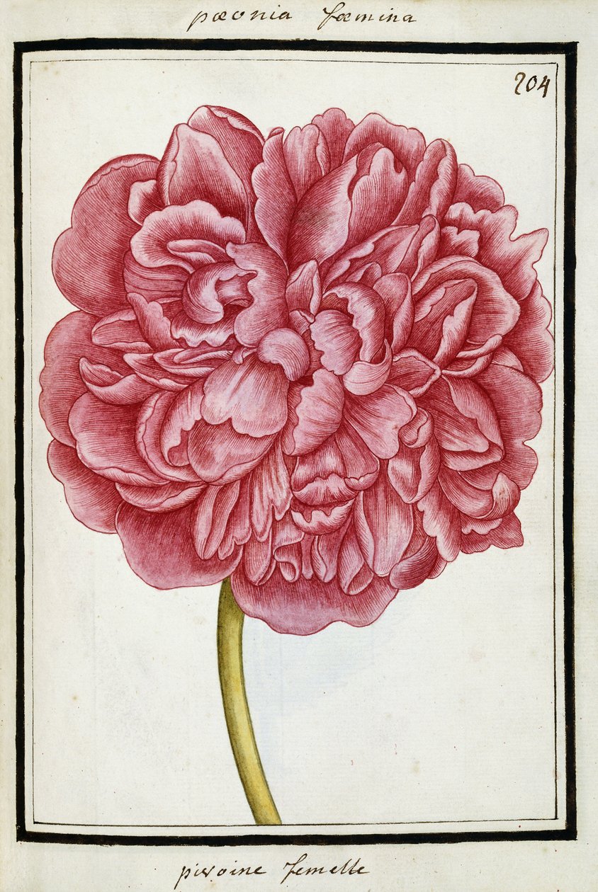Peônia Fêmea, c.1700 de French School