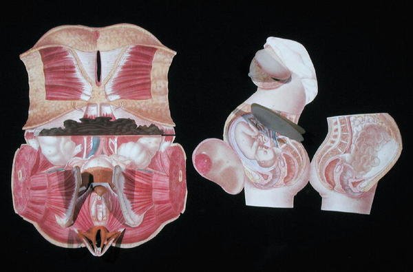 Figura anatômica feminina, de 