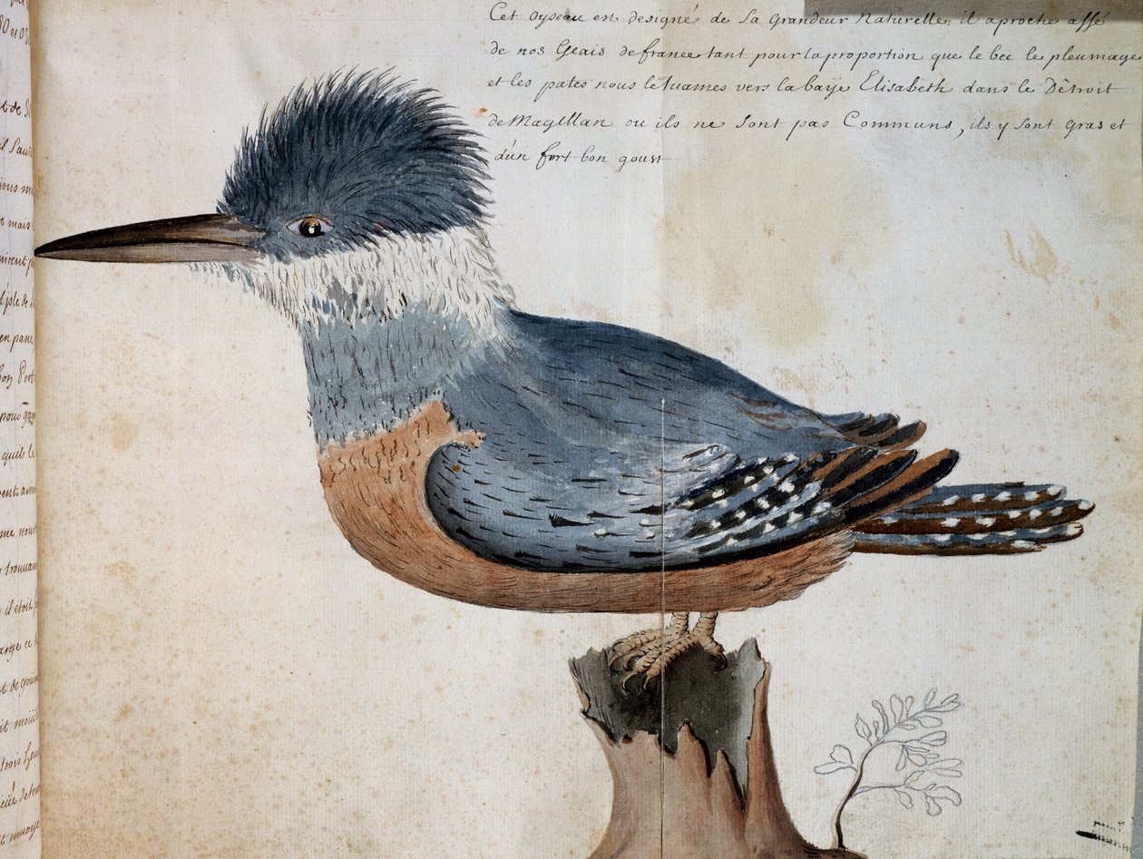 Fêmea de Ringed Kingfisher (Megaceryle torquata), Elizabeth Bay, Estreito de Magalhães, aguarela de Voyage do Sr. De Beauchesne, capitã da Compagnie royale de la Mer du Sud, de 1698 a 1701, França de French School