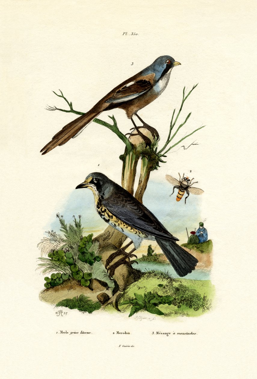 Fieldfare, 1833-39 de French School