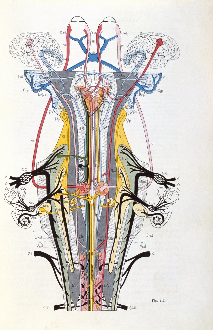 Fig. 212 da Semiologia das Desordens do Sistema Nervoso de J. Dejerine, 1914 de French School