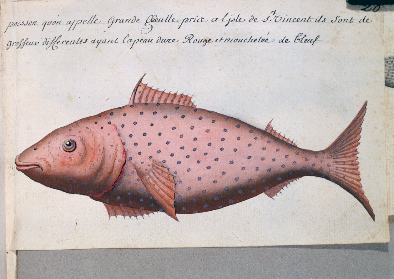 Peixe chamado Big Mouth, ilha de São Vicente, Cabo Verde, aguarela do livro de bordo de Jacques Gouin de Beauchesne (1652-1730), capitão da Compagnie royale de la Mer du Sud, de 1698 a 1701, França de French School