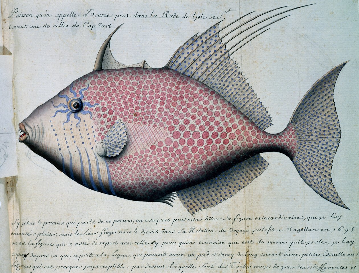 Peixe chamado Bource, ilha de São Vicente, Cabo Verde, aguarela do livro de bordo de Jacques Gouin de Beauchesne (1652-1730), capitão da Compagnie royale de la Mer du Sud, de 1698 a 1701, França de French School