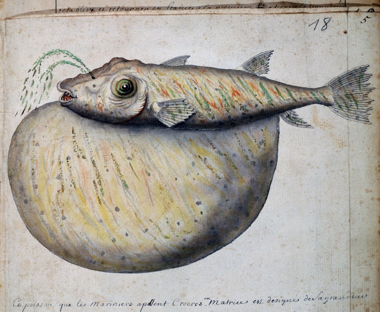 Peixe chamado Crocros, ilha de São Vicente, Cabo Verde, aguarela do livro de bordo de Jacques Gouin de Beauchesne (1652-1730), capitão da Compagnie royale de la Mer du Sud, de 1698 a 1701, França de French School