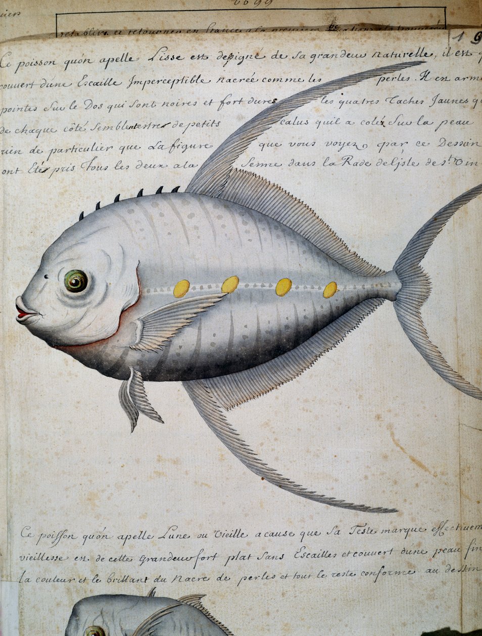 Peixe chamado Lisse, ilha de São Vicente, Cabo Verde, aguarela do livro de bordo de Jacques Gouin de Beauchesne (1652-1730), capitão da Compagnie royale de la Mer du Sud, de 1698 a 1701, França de French School