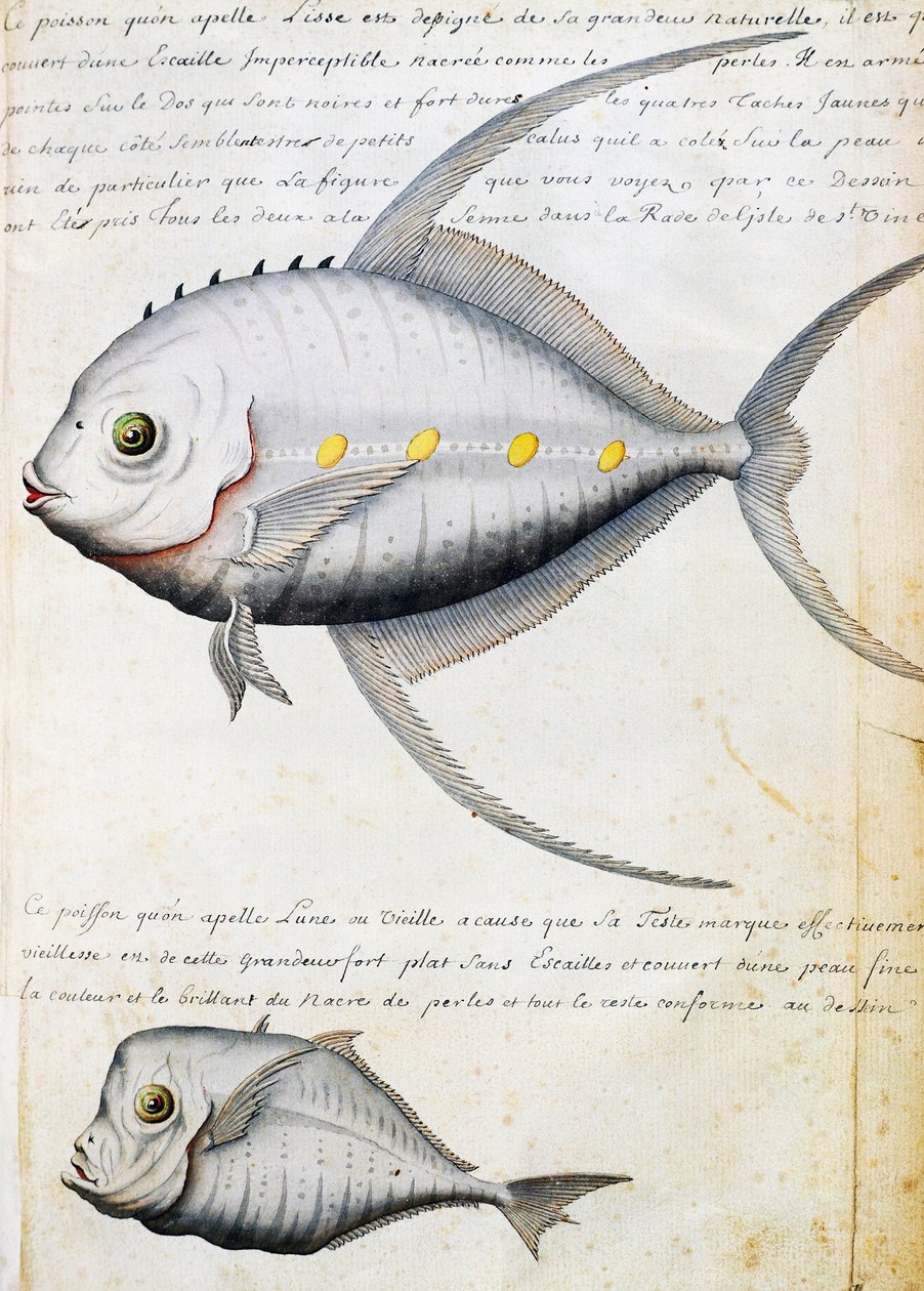 Peixe chamado Lisse and Moon fish, ilha de São Vicente, Cabo Verde, aguarela do livro de bordo de Jacques Gouin de Beauchesne (1652-1730), capitão da Compagnie royale de la Mer du Sud, de 1698 a 1701, França de French School