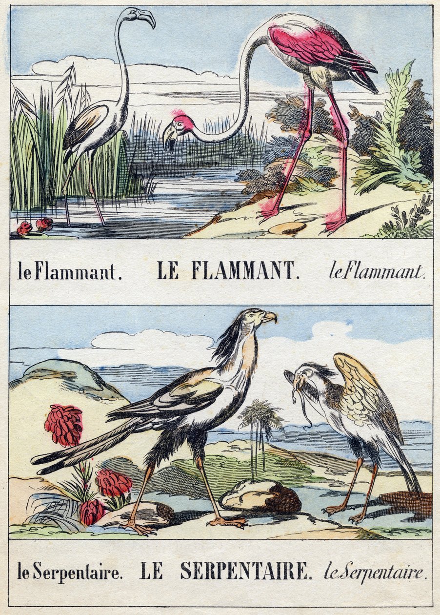 Flamengo e cobra. Gravação em "Buffon Alphabet des Oiseaux n 2". 3ª Série N 2. Imaging of Epinal, Epinal, final do século XIX. 16 páginas. Dim: 28x21cm de French School