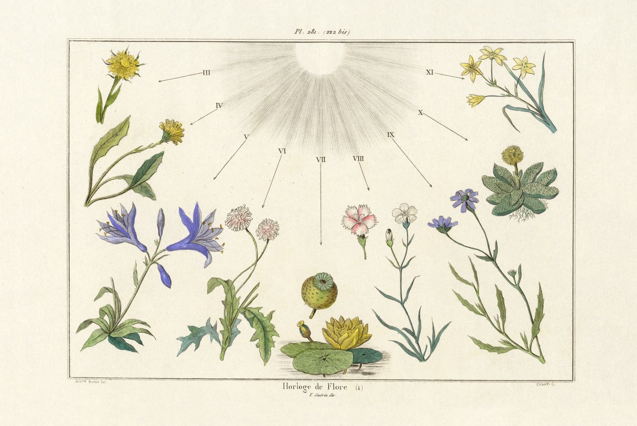 Relógio Floral, 1833-39 de French School