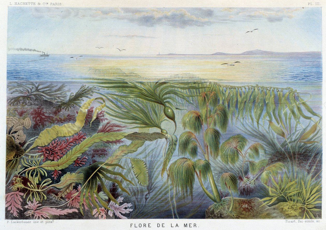 Flora do mar - in "Le Monde de la Mer" de Alfred Fredol, ed. Paris, Hachette. de French School
