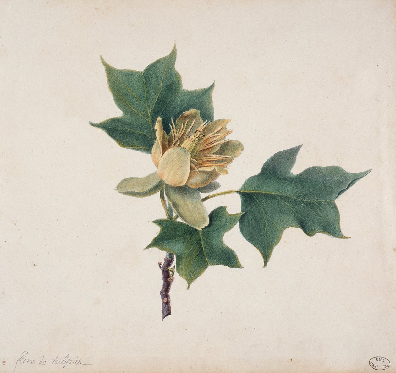 Flor de uma árvore de tulipa de French School