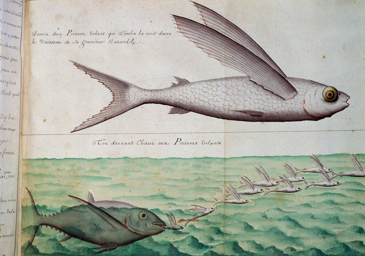 Peixe voador e atum perseguindo peixe voador, Trópico de Câncer, aguarela do livro de bordo de Jacques Gouin de Beauchesne (1652-1730), capitão da Compagnie royale de la Mer du Sud, de 1698 a 1701, França de French School