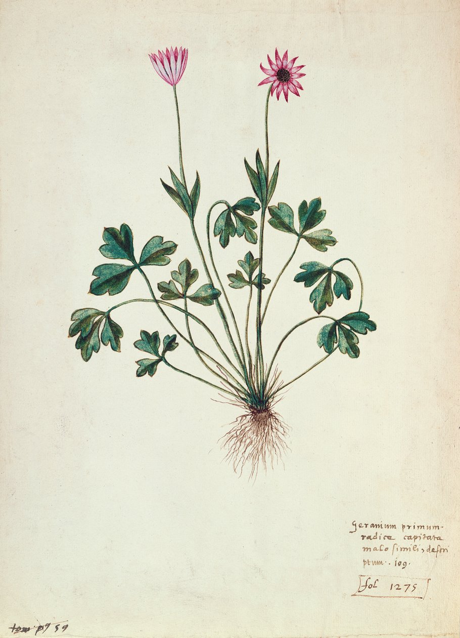 Fol.1275 Geranium (wc no papel) de French School
