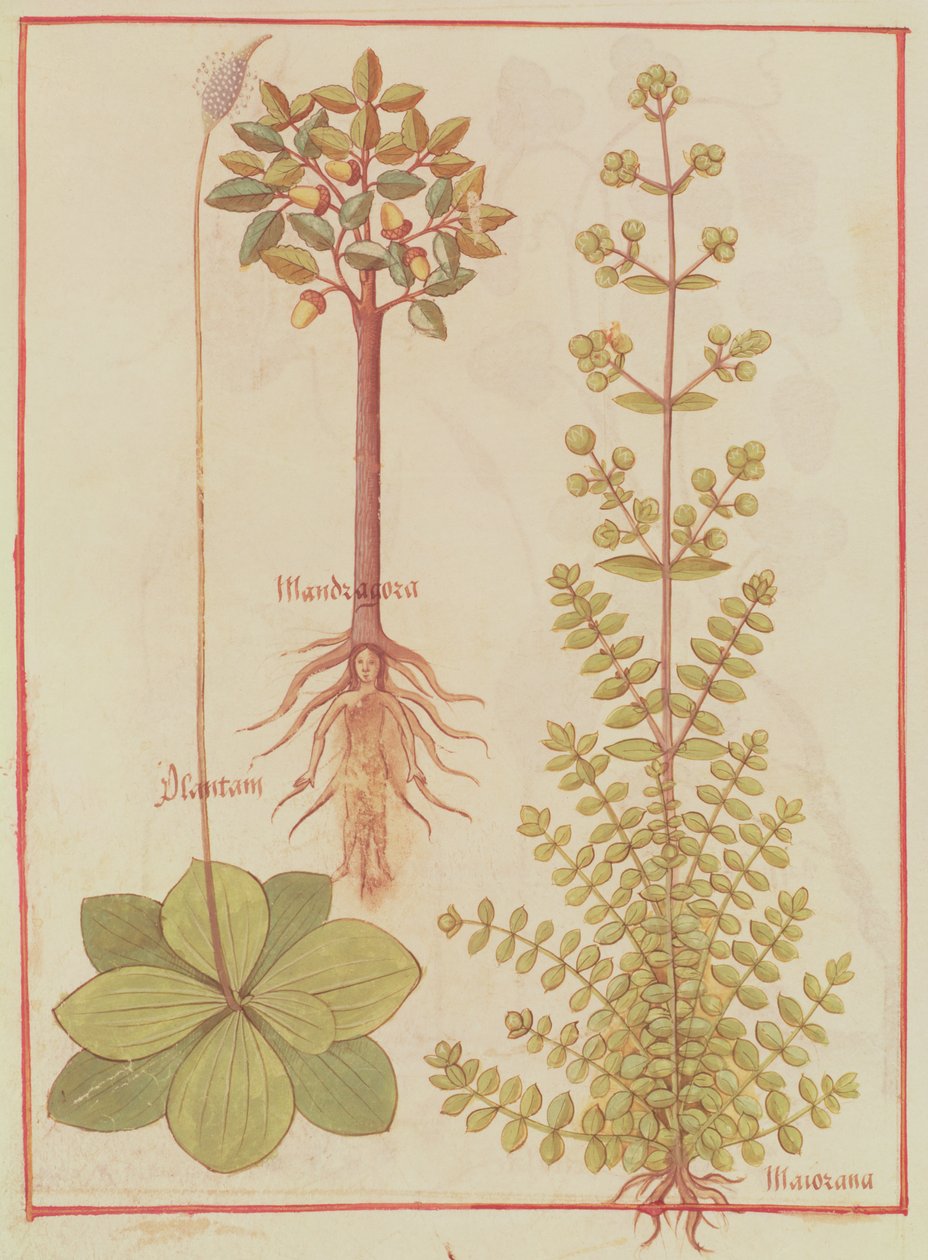 Fr 12322 f.180v Tanchagem, manjerona e mandrágora, de Livre des Simples Medecines, c.1520-30 de French School
