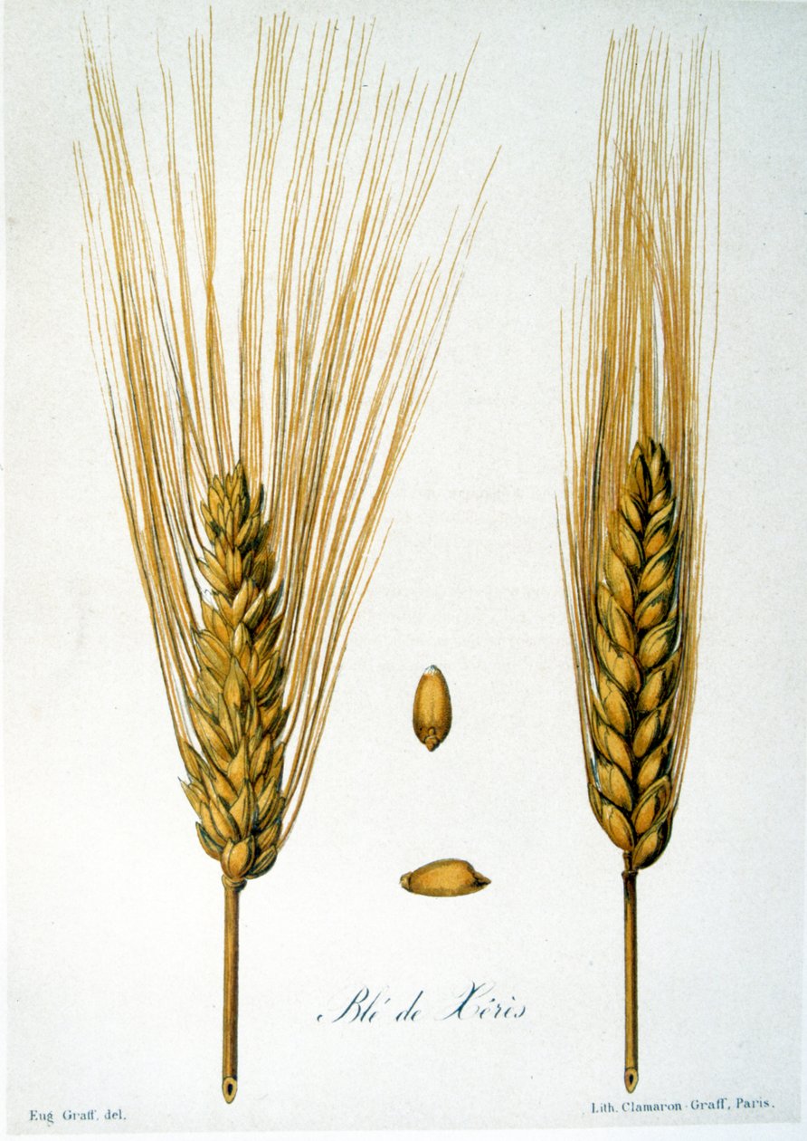 Ilustração francesa do século XIX das espigas de milho de French School
