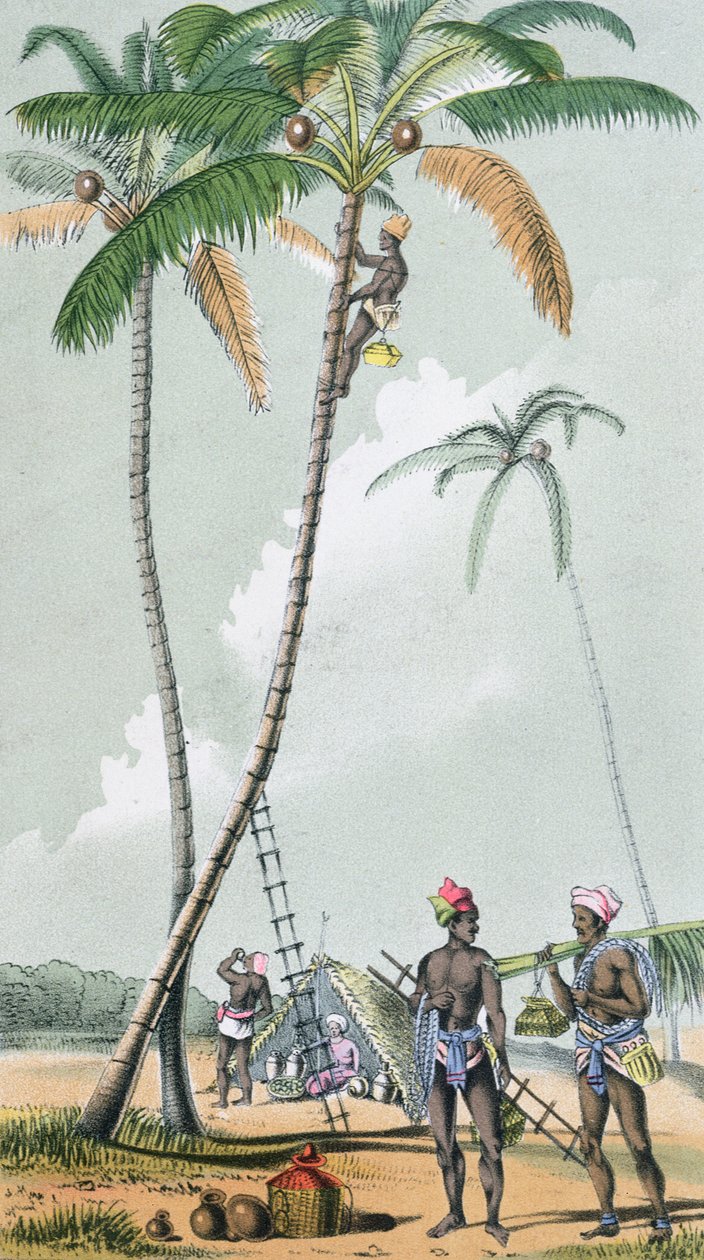 Recolhendo cocos para a preparação de Toddy na Índia (gravura colorida) de French School
