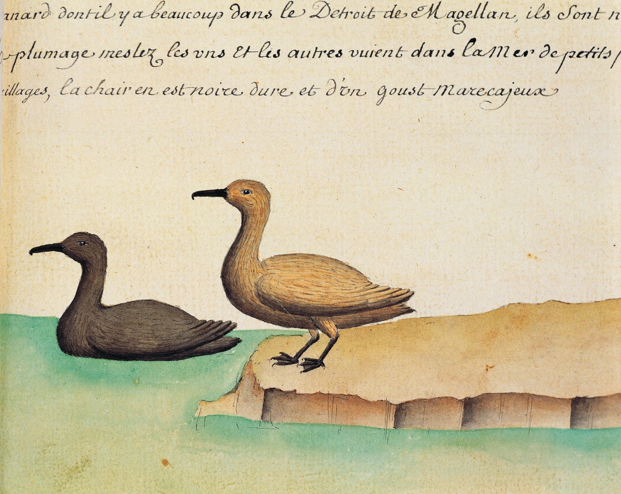 Gansos, Estreito de Magalhães, aguarela do livro de bordo de Jacques Gouin de Beauchesne (1652-1730), capitão da Compagnie royale de la Mer du Sud, de 1698 a 1701, França de French School