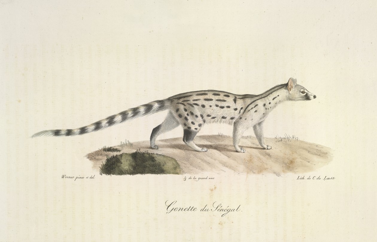 Genet of Senegal, da Histoire Naturelle des Mammifères (cor litho) de French School